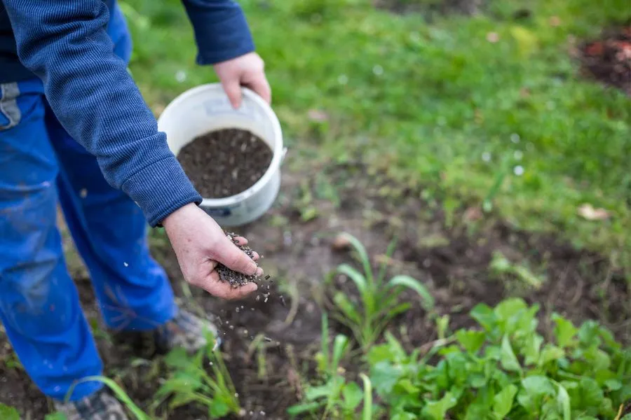 fertilizing