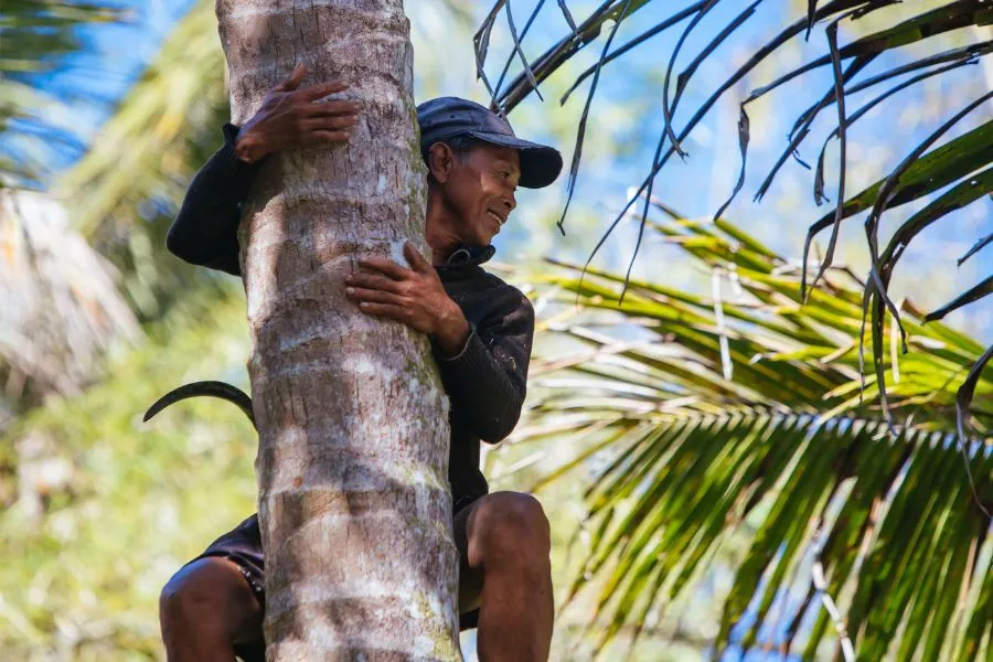 high-tree cutting