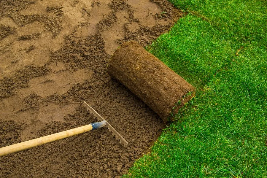lawn planting