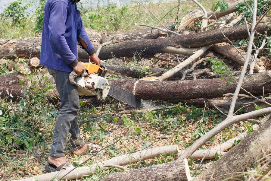 tree removal