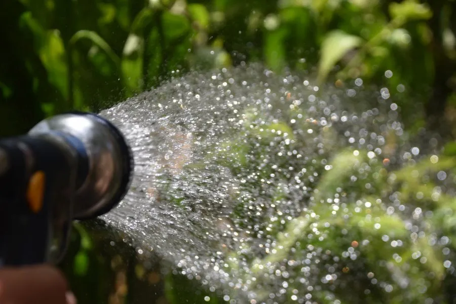 watering